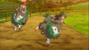 莎莉娜的認真!激走坐騎小羊競賽!! (XY 第53集文字版) 莎莉娜的認真!激走坐騎小羊競賽!! (XY 第53集文字版)